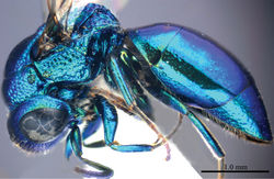 Plate 11. Omalus probiaccinctus sp. n., holotype, female. Habitus lateral.
