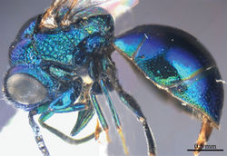 Plate 13. Omalus pseudoimbecillus sp. n., holotype, female. Habitus lateral.