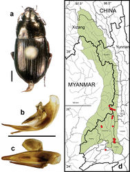 Figure 13. Amara (Pseudoamara) birmana Baliani. a dorsal habitus (CASENT1011859) b–c median lobe of aedeagus of male (CASENT1039066) b left lateral aspect c dorsal aspect; scale lines = 1.0 mm d Map of localities records (red circles) for Amara birmana in the Gaoligong Shan region, scale line = 100 km.