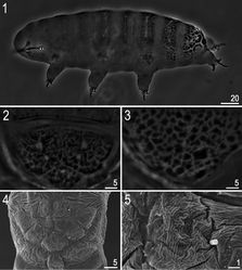 Figures 1–5. Hypsibius cf. scabropygus Cuénot, 1929: 1 habitus (dorso-lateral view) 2–4 caudo-dorsal cuticle with distinct sculpturing – tubercles and tubercles merged into platelets 5 a single caudo-dorsal platelet. (1–3: PCM, 4–5: SEM).