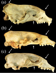 Figure 5. Lateral views of crania of a Monachus monachus b Neomonachus schauinslandi, and c Neomonachus tropicalis. Arrows indicate the more developed occipital crest and zygomatic arches, and deeper snout of Monachus compared to Neomonachus species.