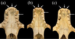 Figure 6. Ventral views of palates of a Monachus monachus b Neomonachus schauinslandi, and c Neomonachus tropicalis. The tooth row of Monachus is more crowded, likely as a result of the shorter rostrum, and this results in a more obliquely oriented set of post-canine teeth and the lack of a diastema between the upper canine and the first premolar. In Neomonachus, there is a distinct diastema between C1 and P1, and the post-canine teeth are arranged more linearly. The upper incisor arcade of Monachus is slightly parabolic due to the posterior placement of the lateral incisors, and the anterior premaxilla appears slightly curved. In Neomonachus, the incisor arcade is linear and the anterior premaxilla is straight.