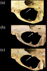 Figure 8. Ventral views of crania of a Monachus monachus b Neomonachus schauinslandi, and c Neomonachus tropicalis, showing the pterygoid region. Neomonachus exhibits a well-developed, laterally flared pterygoid hamulus that is visible in dorsal view. The hamulus may be spatulate (Neomonachus schauinslandi) or hook-like (Neomonachus tropicalis). The hamular process is absent or medially flared in Monachus, and is not visible in dorsal view.