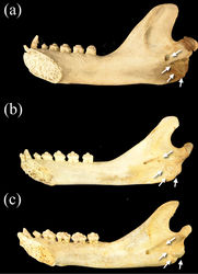 Figure 11. Medial view of right dentaries of a Monachus monachus b Neomonachus schauinslandi, and c Neomonachus tropicalis. The mandibular foramen is situated inferior to the mandibular notch in Monachus, and opens immediately to the medial surface of the ramus. In Neomonachus, the foramen is anteriorly displaced and is set in a groove or sulcus that extends from inferior to the mandibular notch. Also note the expanded rugose area for insertion of the pterygoid muscles in Monachus. This region is poorly developed in Neomonachus.