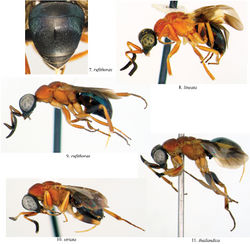 Figures 7–11. Lateral view of female Atoposega.