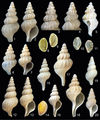 Thumbnail for version as of 14:04, 15 May 2014