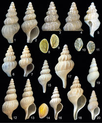 Figures 1–11. Jerrybuccinum kantori sp. n. 1–4 Holotype, 14.5 mm, Chile, northwest of the Bay of Concepción, R/V Melville, INSPIRE cruise, AGT 04, 36°23.595'S, 73°42.910'W, ~700 m, MNHNCL-7589 5 Paratype 7, 12.5 mm, Chile, off El Quisco, R/V Melville, INSPIRE cruise, AGT 10, 33°23.378'S, 71°52.782'W, ~340 m, PS-150148 6–7 paratype 9, 9.5 mm, same locality as paratype 7, MNHNCL-7592 8–9 operculum of paratype 6, 4.2 mm 10–11 operculum of paratype 9, 2.5 mm 12–14 Jerrybuccinum explorator (Fraussen & Sellanes, 2008) 12–13 Paratype 3, 28.9 mm, Chile, off Concepción, 36°22'68 S, 73°42'46 W, 708–709 m, KF-5180 14 Operculum of holotype, 6.6 mm, Chile, northwest of the Bay of Concepción, 36°20'97 S, 73°44'86 W, 850 m, MNHNCL-5866 15–16 Jerrybuccinum malvinense Kantor & Pastorino, 2009 1, 19.6 mm, Falkland Plateau, 700 m, KF-1989 17–18 Jerrybuccinum species 1, 34.4 mm, Falkland Plateau, 700 m, KF-1609 19–20 Jerrybuccinum species 2, 18.2 mm, north off Falkland Islands, 51°S, 60°W, 850–900 m, KF-1763.