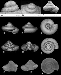 Figure 1. SEM (A–C) and Nano-CT Volume Compositing 3D (D–I) and Nano-CT Summed Voxel Projection images (J–L) of Tonkinospira defixa (Bavay & Dautzenberg, 1912). RBINS Dautzenberg Collection reg. nr. IG 10591 (tray 844). Type locality material. Photos: SEM: Suzanne Leidenroth (SMNS). Nano-CT: Gunhild Martels.