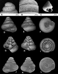Figure 2. SEM (A–C) and Nano-CT Volume Compositing 3D (D–I) and Nano-CT Summed Voxel Projection images (J–L) of Tonkinospira pauperrima (Bavay & Dautzenberg, 1908). RBINS Dautzenberg Collection reg. nr. IG 10591 (tray 844). Type locality material. Photos: SEM: Suzanne Leidenroth (SMNS). Nano-CT: Gunhild Martels.