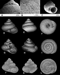 Figure 3. SEM (A–C) and Nano-CT Volume Compositing 3D (D–I) and Nano-CT Summed Voxel Projection images (J–L) of Tonkinospira pulverea (Bavay & Dautzenberg, 1908). RBINS Dautzenberg Collection reg. nr. IG 10591 (tray 844). Type locality material. Photos: SEM: Suzanne Leidenroth (SMNS). Nano-CT: Gunhild Martels.