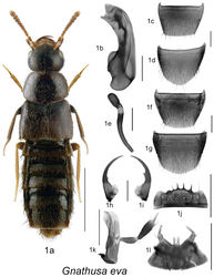 Figure 1. Gnathusa eva Fenyes: 1a habitus 1b median lobe of aedeagus in lateral view 1c male tergite VIII 1d male sternite VIII 1e spermatheca in lateral view 1f female tergite VIII 1g female sternite VIII 1h left mandible 1i right mandible 1j labrum 1k maxilla 1l menthum, labial palpi and ligula. Habitus scale bar = 1.0 mm; other scale bars = 0.2 mm.