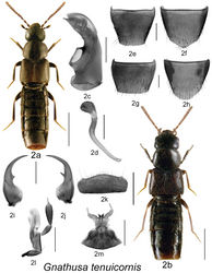 Figure 2. Gnathusa tenuicornis Fenyes: 2a habitus, based on female from New Brunswick 2b habitus based on male from Alberta 2c median lobe of aedeagus in lateral view 2d spermatheca in lateral view 2e male tergite VIII 2f male sternite VIII 2g female tergite VIII 2h female sternite VIII 2i left mandible 2j right mandible 2k labrum 2l maxilla 2m menthum, labial palpi and ligula. Habitus scale bar = 1.0 mm; other scale bars = 0.2 mm.