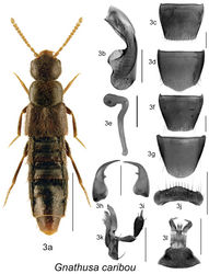 Figure 3. Gnathusa caribou Lohse: 3a habitus 3b median lobe of aedeagus in lateral view 3c male tergite VIII 3d male sternite VIII 3e spermatheca in lateral view 3f female tergite VIII 3g female sternite VIII 3h left mandible 3i right mandible 3j labrum 3k maxilla 3l menthum, labial palpi and ligula. Habitus scale bar = 1.0 mm; other scale bars = 0.2 mm.