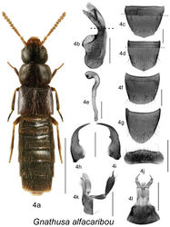 Figure 4. Gnathusa alfacaribou Klimaszewski and Langor: 4a habitus 4b median lobe of aedeagus in lateral view, partially reconstructed below broken line in Fig. 4b, and above broken line in Fig. 4c, 4d; based on the holotype 4c male tergite VIII partially reconstructed above broken line, based on the holotype 4d male sternite VIII partially reconstructed above broken line, based on the holotype 4e spermatheca in lateral view 4f female tergite VIII 4g female sternite VIII 4h left mandible 4i right mandible 4j labrum 4k maxilla 4l menthum, labial palpi and ligula. Habitus scale bar = 1.0 mm; other scale bars = 0.2 mm.