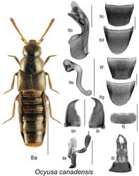 Figure 8. Ocyusa canadensis Lohse: 8a habitus 8b median lobe of aedeagus in lateral view 8c male tergite VIII 8d male sternite VIII 8e spermatheca in lateral view 8f female tergite VIII 8g female sternite VIII 8h left mandible 8i right mandible 8j labrum 8k maxilla 8l menthum, labial palpi and ligula. Habitus scale bar = 1.0 mm; other scale bars = 0.2 mm.