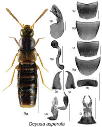 Figure 9. Ocyusa asperula Casey: 9a habitus 9b median lobe of aedeagus in lateral view 9c male tergite VIII 9d male sternite VIII 9e spermatheca in lateral view 9f female tergite VIII 9g female sternite VIII 9h left mandible 9i right mandible 9j labrum 9k maxilla 9l menthum, labial palpi and ligula. Habitus scale bar = 1.0 mm; other scale bars = 0.2 mm.