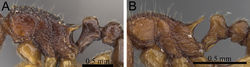 Figure 1. Propodeal spines and waist segments in profile. A Tetramorium dalek (CASENT0038402) B Tetramorium naganum (CASENT0280584).