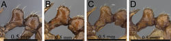 Figure 2. Petiole and postpetiole in profile. A Tetramorium alperti (CASENT0042547)B Tetramorium enkidu (CASENT0045673)C Tetramorium naganum (CASENT0280584)D Tetramorium gilgamesh (CASENT0247312).