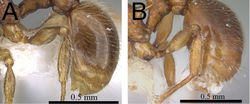 Figure 4. First gastral tergite in profile. A Tetramorium gilgamesh (CASENT0247312) B Tetramorium naganum (CASENT0102346).