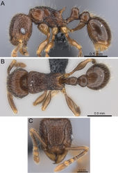 Figure 5. Tetramorium alperti holotype worker (CASENT0042547). A Body in profile B Body in dorsal view C Head in full-face view.