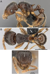 Figure 7. Tetramorium enkidu holotype worker (CASENT0056450). A Body in profile B Body in dorsal view C Head in full-face view.