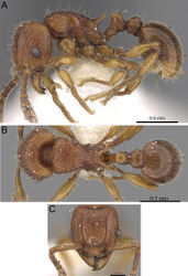Figure 9. Tetramorium naganum holotype worker (CASENT0280584). A Body in profile B Body in dorsal view C Head in full-face view.