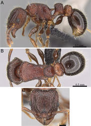 Figure 17. Tetramorium hobbit holotype worker (CASENT0019207). A Body in profile B Body in dorsal view C Head in full-face view.
