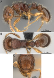 Figure 18. Tetramorium mars holotype worker (CASENT0474279). A Body in profile B Body in dorsal view C Head in full-face view.