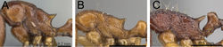 Figure 21. Mesosoma in profile. A Tetramorium freya (CASENT0085551) B Tetramorium cognatum (CASENT0217758) C Tetramorium gladius (CASENT0163234).