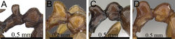 Figure 22. Waist segments in profile. A Tetramorium camelliae (CASENT0247496) B Tetramorium rumo (CASENT0073025) C Tetramorium aspis (CASENT0344940) D Tetramorium proximum (CASENT0906146).