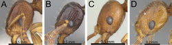 Figure 24. Head in profile. A Tetramorium proximum (CASENT0906146) B Tetramorium tenuinode (CASENT0040115) C Tetramorium karthala (CASENT0136774) D Tetramorium rumo (CASENT0073025).