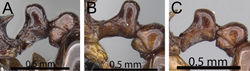 Figure 26. Waist segments in profile. A Tetramorium tenuinode (CASENT0162682) B Tetramorium tenuinode (CASENT0040115) C Tetramorium myrmidon (CASENT0028635).