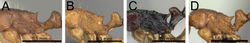Figure 28. Mesosoma and petiole in profile. A Tetramorium cognatum (CASENT0102343) B Tetramorium cognatum (CASENT0067891) C Tetramorium aspis (CASENT0344940) D Tetramorium karthala (CASENT0136774).