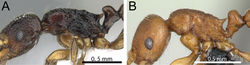 Figure 29. Head and mesosoma in profile. A Tetramorium aspis (CASENT0344940) B Tetramorium karthala (CASENT0136774).