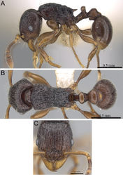 Figure 31. Tetramorium camelliae holotype worker (CASENT0247496). A Body in profile B Body in dorsal view C Head in full-face view.