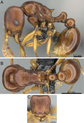 Figure 33. Tetramorium freya holotype worker (CASENT0085551). A Body in profile B Body in dorsal view C Head in full-face view.
