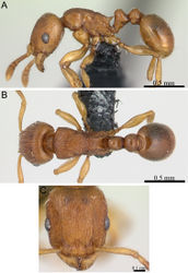 Figure 35. Tetramorium karthala paratype worker (CASENT0136774). A Body in profile B Body in dorsal view C Head in full-face view.