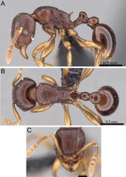 Figure 36. Tetramorium myrmidon holotype worker (CASENT0028635). A Body in profile B Body in dorsal view C Head in full-face view.