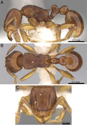 Figure 37. Tetramorium proximum holotype worker (CASENT0906146). A Body in profile B Body in dorsal view C Head in full-face view.