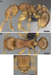 Figure 38. Tetramorium rumo holotype worker (CASENT0073025). A Body in profile B Body in dorsal view C Head in full-face view.