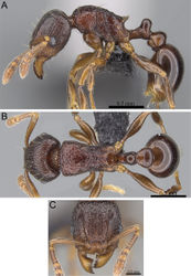 Figure 39. Tetramorium tenuinode holotype worker (CASENT0040115). A Body in profile B Body in dorsal view C Head in full-face view.