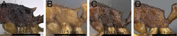 Figure 42. Mesosoma in profile. A Tetramorium scutum (CASENT0189116)B Tetramorium monticola (CASENT0077172) C Tetramorium schaufussii (CASENT0217760) D Tetramorium merina (CASENT0437226).