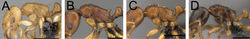 Figure 43. Head, mesosoma, and petiole in profile. A Tetramorium rala (CASENT0162115) B Tetramorium obiwan (CASENT0447245) C Tetramorium sikorae (CASENT0051946) D Tetramorium xanthogaster (CASENT0006330).