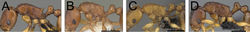 Figure 44. Head, mesosoma, and waist segments in profile. A Tetramorium obiwan (CASENT0447245) B Tetramorium sikorae (CASENT0102402) C Tetramorium monticola (CASENT0152401) D Tetramorium merina (CASENT0437226).
