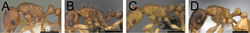 Figure 45. Head, mesosoma, and waist segments in profile. A Tetramorium sikorae (CASENT0102402) B Tetramorium schaufussii (CASENT0474409) C Tetramorium monticola (CASENT0152401) D Tetramorium xanthogaster (CASENT0189134).