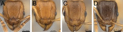 Figure 48. Head in full-face view. A Tetramorium monticola (CASENT0152427) B Tetramorium monticola (CASENT0497970) C Tetramorium merina (CASENT0437232) D Tetramorium xanthogaster (CASENT0189134).