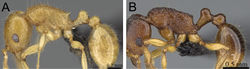 Figure 49. Body in profile. A Tetramorium xanthogaster (CASENT0218041) B Tetramorium merina (CASENT0437226).