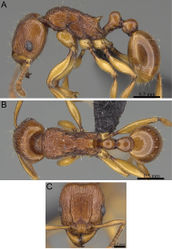 Figure 53. Tetramorium obiwan holotype worker (CASENT0447245). A Body in profile B Body in dorsal view C Head in full-face view.