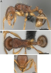 Figure 54. Tetramorium pseudogladius holotype worker (CASENT0153605). A Body in profile B Body in dorsal view C Head in full-face view.