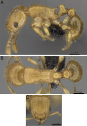 Figure 55. Tetramorium rala holotype worker (CASENT0046163). A Body in profile B Body in dorsal view C Head in full-face view.